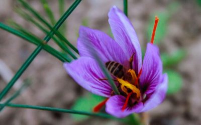 The properties of original saffron