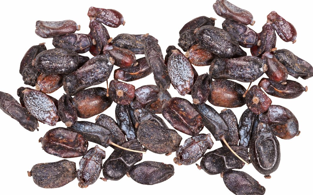 20 important benefits of mountain barberry