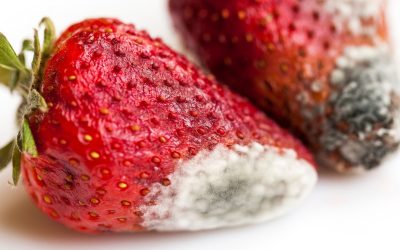 Ten factors affecting dry fruit spoilage