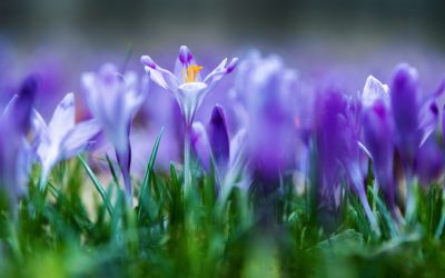 Six amazing properties of saffron petals