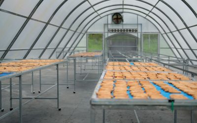 Different methods of drying bananas