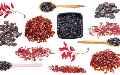 Varieties of barberry