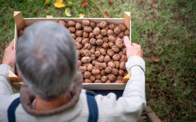 Getting to know the types of walnuts