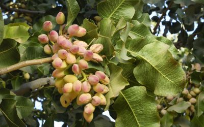 Familiarity with Iranian pistachio and its characteristics