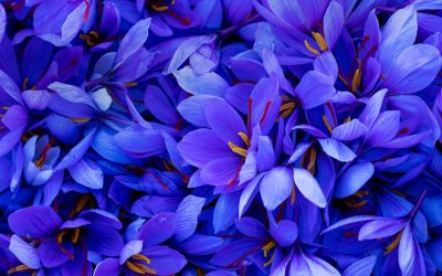 What is saffron?